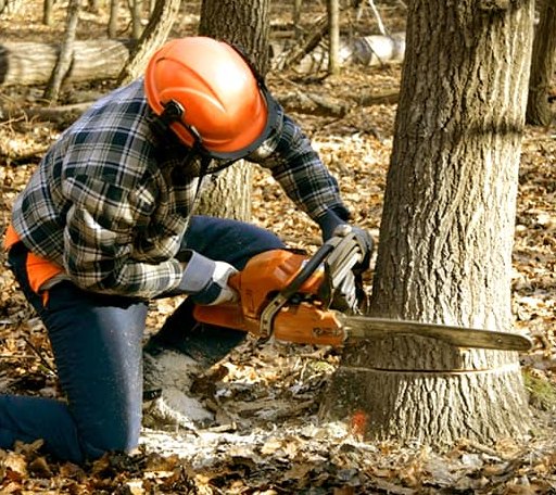 Tree Removal in Moss Point, MS